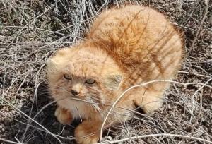 گربه پالاس در کوهستان شیرکوه مشاهده شد