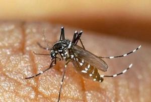 احتمال ثبت مرگ‌ومیر با تب دنگی؛ تعداد مبتلایان در هرمزگان افزایش یافت