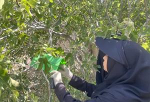 رویت آفت مگس میوه مدیترانه‌ای در باغات انجیر سمنان