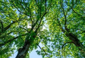 رئیس اداره منابع طبیعی الیگودرز: ارتقای سلامت روانی جامعه از دستاوردهای ارزشمند طرح کاشت درخت است