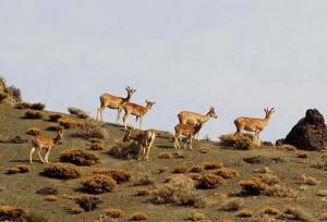 پایان سرشماری حیات‌وحش در گرگان