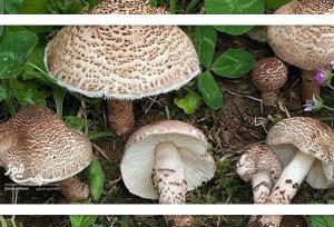 مسمومیت قارچی؛ این قارچ‌ها می‌توانند جان شما را تهدید کنند!