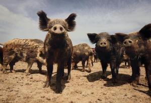 عبور عجیب گله گراز وحشی از جاده‌ای در شهر راز