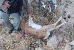 رجب‌زاده: شکارچی غیرمجاز میش وحشی در چنگ‌الماس بیجار دستگیر شد