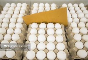 معضل کمبود نهاده دامی همچنان پابرجاست