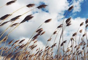 پیش بینی افزایش ابر و وزش باد در آذربایجان غربی