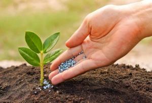 پیشتازی فارس در تولید هسته‌های اولیه بذر مورد نیاز کشور