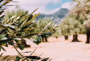 روزی برای ادای احترام به نماد صلح