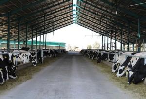 نامه سرگشاده اتحادیه کارخانجات خوراک به وزیر جهاد کشاورزی