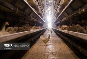 اطلاعیه پرورش‌دهندگان مرغ گوشتی درباره استفاده از مواد مخدر در خوراک