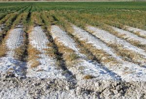 ۳۰ هزار هکتار از اراضی کشاورزی تربت‌حیدریه در معرض خطر شوری