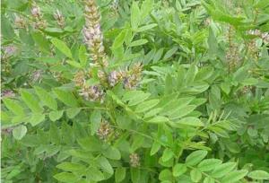 از مدیترانه تا ایلام؛ سفر تاریخی گیاه حافظ صلح در طب سنتی