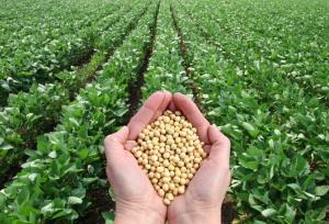 کشت «سویا» در کرمانشاه توسعه می‌یابد