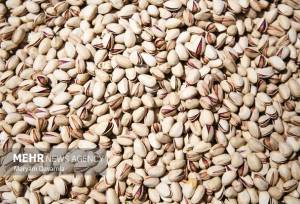 صادرات ۵ هزار تن پسته کرمان به اتحادیه اروپا