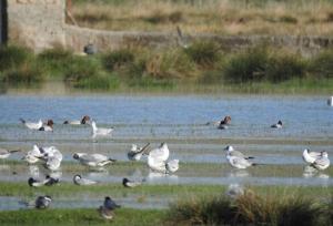 قائمی: ۳ تالاب نقده احیا شد؛ پذیرایی از پرندگان مهاجر