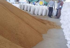 ضربه اطلاعات سپاه به اخلالگران بازار؛ کشف ۱۰۰ تن نهاده دامی احتکاری