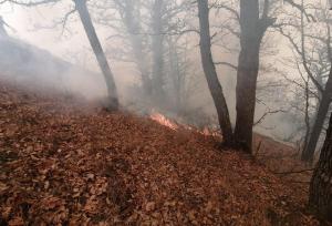 چرا به عنوان نماینده، فریاد جنگلبانان و محیط بانان برای تنقیح قوانین را نشنیدید؟/ برای تجهیزات اطفای آتش جنگل، چه قدمی برداشتید!