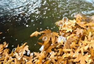 طبیعت پاییزی منطقه گردشگری سرچشمه شهرستان محلات