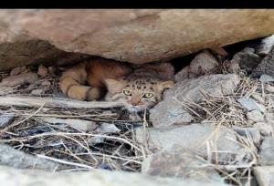 مشاهده گربه پالاس در منطقه حفاظت شده کرکس نطنز