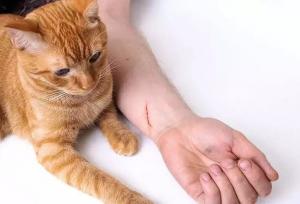 چنگ زدن گربه نیاز به واکسن دارد؟