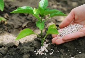 تأمین پایدار کود کشاورزی در گلستان