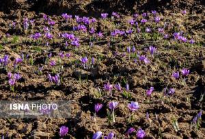 رئیس سازمان جهاد کشاورزی استان: برندسازی و فرآوری زعفران، مسیر آینده طلای سرخ خراسان جنوبی است