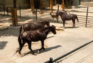باغ وحش ارم اسب ورزشی ندارد