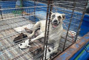 شهروندان قرچک نگران سگ‌های ولگرد/ ۶۵۰ قلاده جمع‌آوری شد