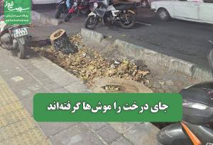 جای درخت‌ را موش‌ها گرفته‌اند