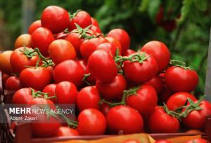برداشت پاییزی گوجه‌فرنگی در گچساران؛ ۲۴ هزار تن محصول روانه بازار شد