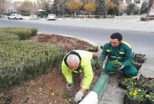 کاشت ۱۲۶ هزار بوته گل‌های فصلی زمستانی در بهشت زهرا(س)