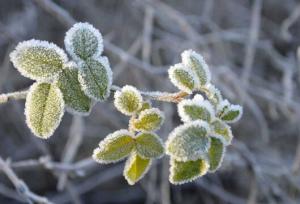 صدور هشدار زرد کشاورزی در فارس/ دمای شیراز به زیر صفر رسید