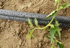 رئیس جهاد کشاورزی آذربایجان غربی: گسترش سامانه‌های آبیاری نواری در اولویت‌ چغندرکاران استان باشد