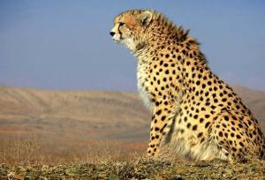 حفاظت از یوزپلنگ ایرانی؛ رسالتی همگانی و بی قید و شرط