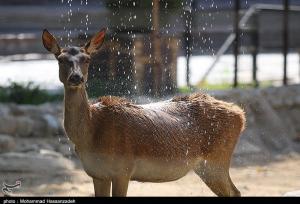 باغ وحش ارم 13 آبان رایگان شد