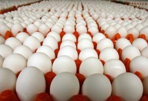 نامه اتحادیه مرغداران میهن به وزیر جهاد کشاورزی بابت قیمت تخم مرغ