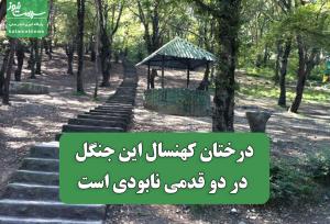 درختان کهنسال این جنگل در دو قدمی نابودی است