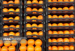 رئیس اتحادیه خرده فروشان میوه و تره‌بار مشهد: واکس پرتقال بر روی بافت داخلی میوه اثری ندارد