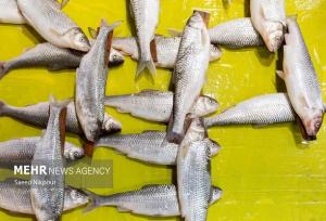 خودرو حامل ماهی قاچاق در شهرستان سیریک توقیف شد