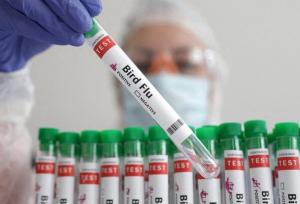 پایش مولکولی و سرمی آنفلوآنزای فوق حاد پرندگان در کرمانشاه آغاز شد