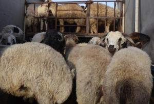 کشف یک هزار راس گوسفند فاقد مجوز و دستگیری ۱۰ نفر قاچاقچی در فارس