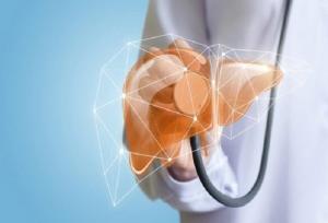 ارگانوئید جدید زخم کبدی را شبیه سازی می کند