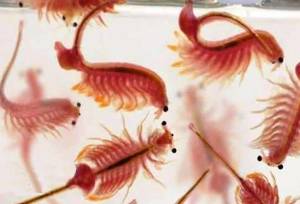 لطفی: تولید آرتمیا در آذربایجان غربی تا ۱۰ برابر افزایش می یابد