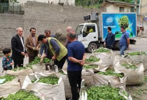 برداشت بیش از ۳۰۰ تُن برگ سبز چای از باغات شفت
