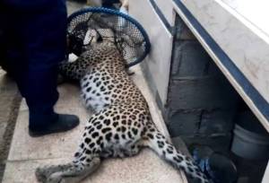 انتقال پلنگ زنده‌گیری شده در ماسال به پارک پردیسان