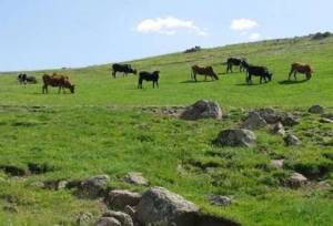 ۱۲ گره اصلی در سیاست‌های مرتع‌داری ایران