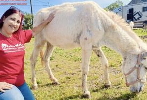 زندگی خوش و خرم الاغ‌های غزه در آلمان!