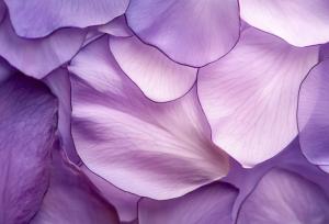 رنگ بنفش از نظر روانشناسی به چه معناست؟