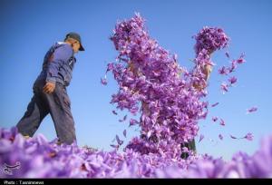 دانشنامه زعفران رونمایی شد