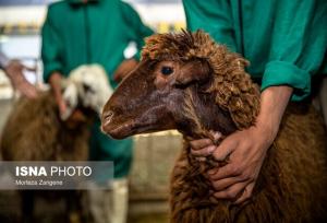 جابجایی بدون مجوز دام، قاچاق محسوب می‌شود